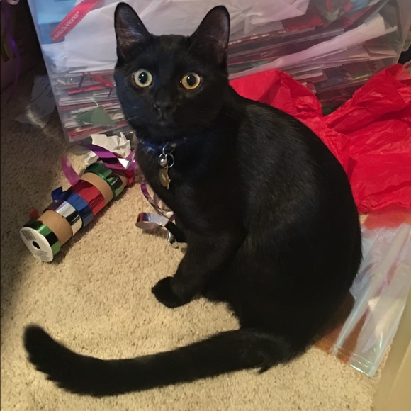 Every Girl needs a little black,Gray & Tiger/Leopard Cat Happy Valentine’s Day♥️ - Picture 4 of 16